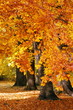 Herbst