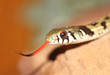 Checkered Garter Snake - Thamnophis