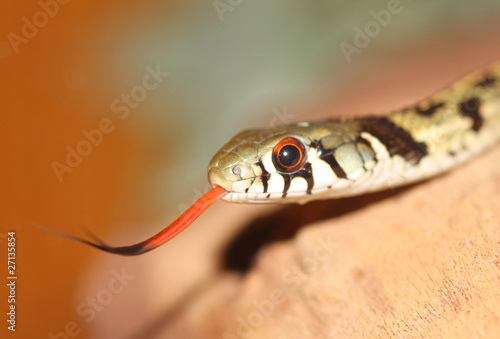 Checkered Garter Snake - Thamnophis