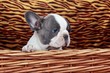 French Bulldog Welpe im Korb
