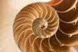close up nautilus shell pattern close up nautilus shell pattern