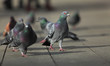Walking pigeons