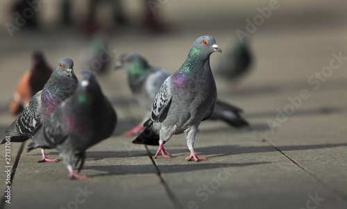 Photo: Walking pigeons Walking pigeons