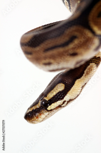 Photo: Royal Python - Ball Python - Python Regius Royal Python - Ball Python - Python Regius