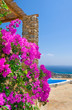 Shrub with pink flowers near of the pool, sea and sky