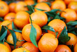 Fresh oranges harvest Fresh oranges harvest