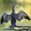 Le grand cormoran