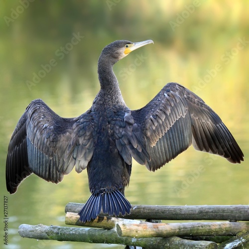 Photo: Le grand cormoran Le grand cormoran