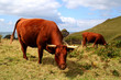 Cows