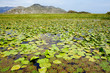 Lily leaves on Skadar Lake, Montenegro