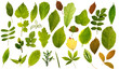 Big collection of different leafs