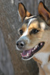 chien