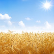 Gold wheat