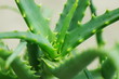 Aloe