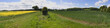 oil seed rape