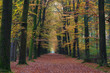 Photo: autumn colored forrest autumn colored forrest