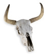 Cow skull Cow skull