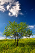 Sky on grass