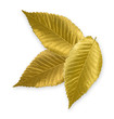 Gold Elm Leaf