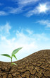 Green plant growing trough dead soil . Green plant growing trough dead soil .