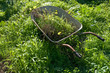 Forgotten Wheelbarrow Forgotten Wheelbarrow