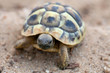 young turtle valking young turtle valking