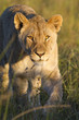 Lioness close-up