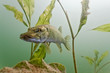 Pike in the lake Pike in the lake