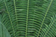 Palmenblatt