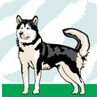 Alaskan Malamute