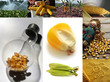Zea mays - 27158674