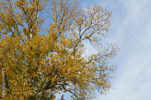 Photo: albero autunnale albero autunnale