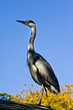 Stunning shot of grey black crowned night heron during day
