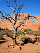 Lone Dead Tree and Skyline Arch