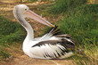 Australian pelican is preening feathers