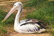 Australian pelican has a rest in the Adelaide Zoo