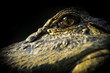 Alligator eye
