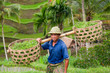 Rice farmer