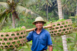 Rice farmer