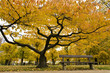 Beautiful yellow tree and a bench in autumn park in Copenhagen Beautiful yellow tree and a bench in autumn park in Copenhagen
