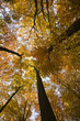Buchenwald im Herbst