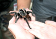 tarantula on hand..