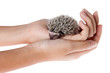 Moon rat in hand Moon rat in hand