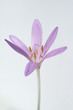 Herbstzeitlose; Colchicum autumnale