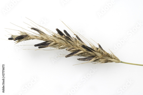 Photo: Mutterkornpilz; Claviceps purpurea Mutterkornpilz; Claviceps purpurea