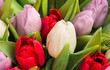 tulips tulips