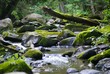 Paysage verdoyant