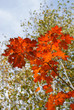Feuilles orangées