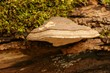 Champignon sur un arbre