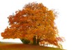 Autumn Tree